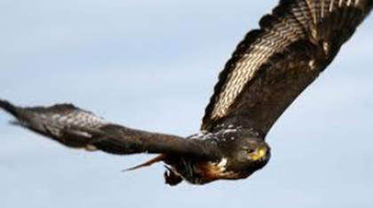 radical raptors