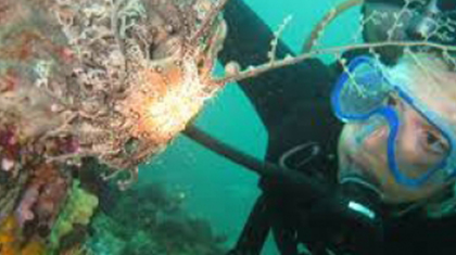 scuba diving